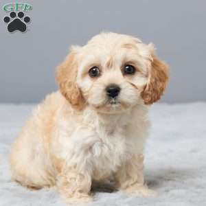Hope, Cavachon Puppy